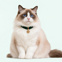 Collection image for: Accesorios Gatos