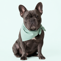 Collection image for: Accesorios Perros