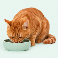 Collection image for: Alimentos Gatos