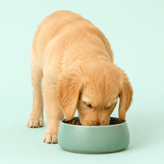 Collection image for: Alimentos Perros