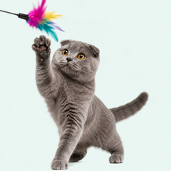 Collection image for: Juguetes Gatos