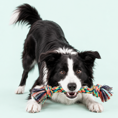 Collection image for: Juguetes Perros