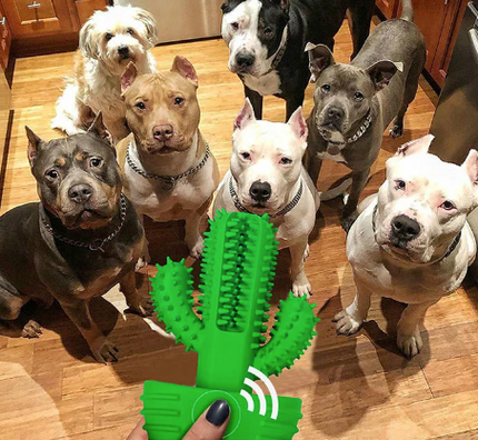 Limpiadientes Premium Cactus