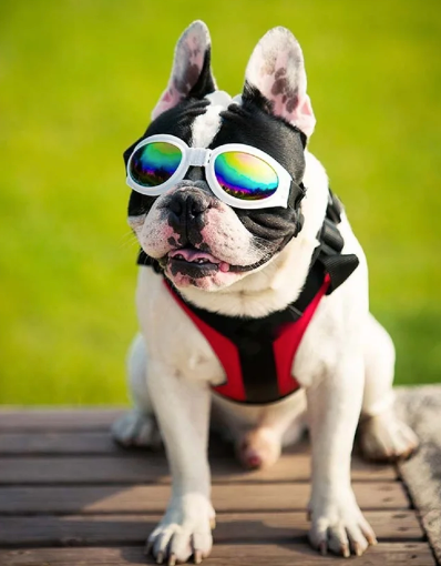 Gafas Medianas Perros