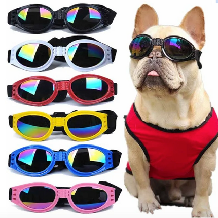 Gafas Medianas Perros