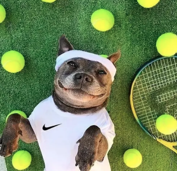 Set Pelotas de Tenis *3 unidades